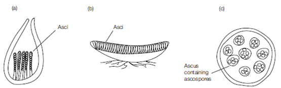 250_Reproduction in the dikarya  Ascomycota 2.png